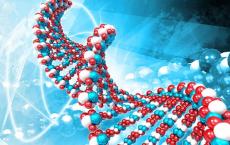 Изучение ДНК: строение, структура ДНК, функции